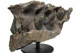 Hadrosaur (Hypacrosaur) Sacrum with Metal Stand - Montana #211085-4